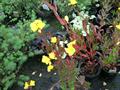 evening primrose